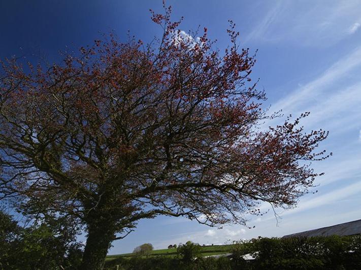 צימר Copper Meadow