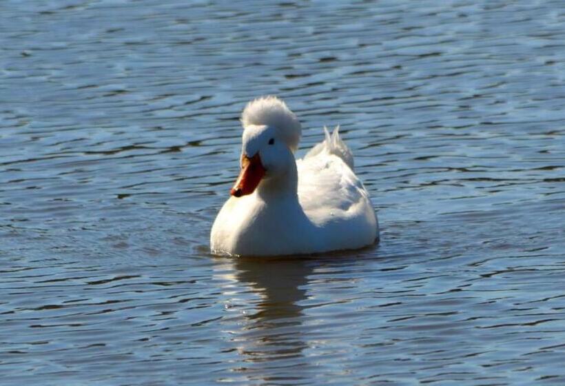 هتل La Castellana