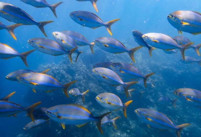 Отель Sealion Dive Center