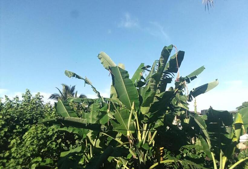 膳宿费 Twin Trees Guest