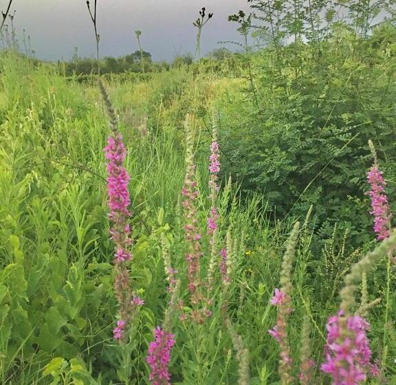 צימר La Dame Jeanne