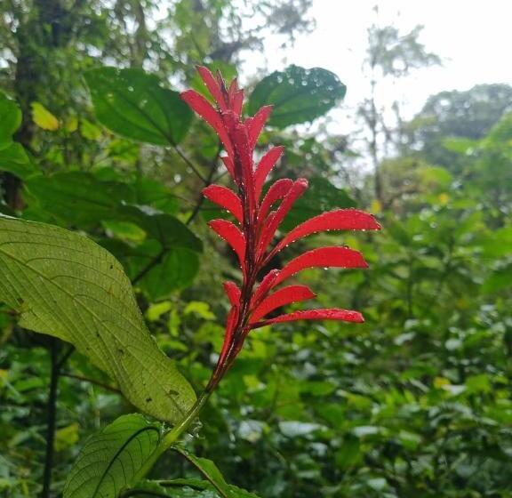 Капсульный Oтель Refugio La Paz Ecoglamping