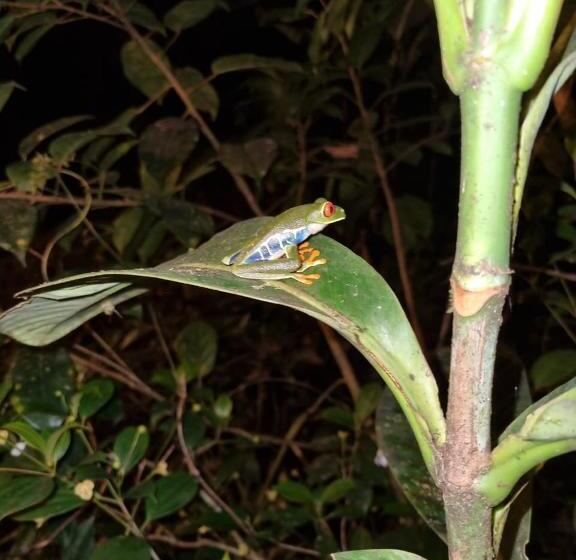 Капсульный Oтель Refugio La Paz Ecoglamping