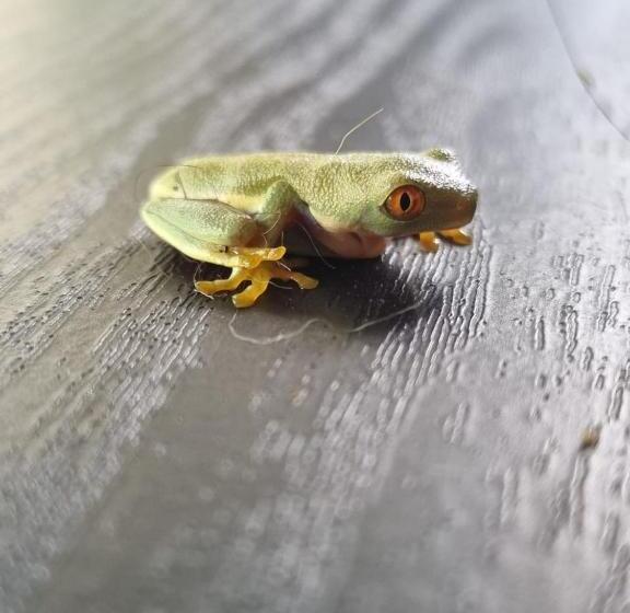 Капсульный Oтель Refugio La Paz Ecoglamping