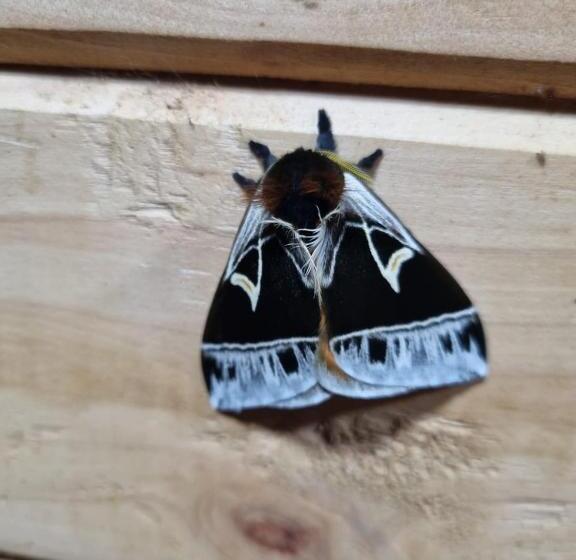 Капсульный Oтель Refugio La Paz Ecoglamping