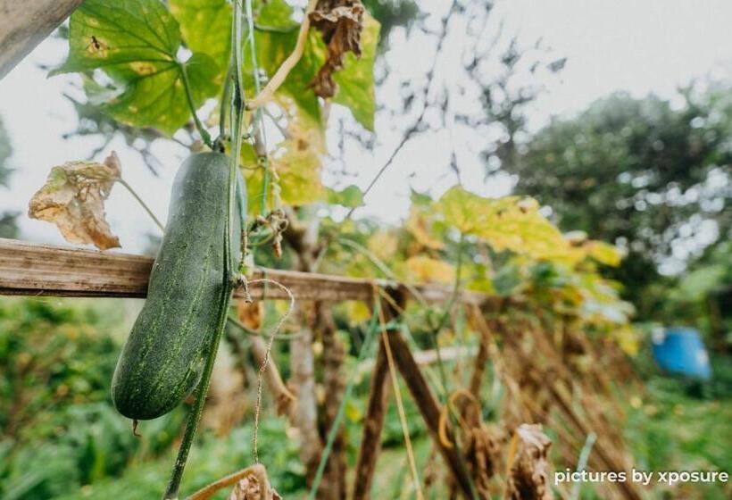 בית מלון כפרי Tirtha Quddus Farmstay