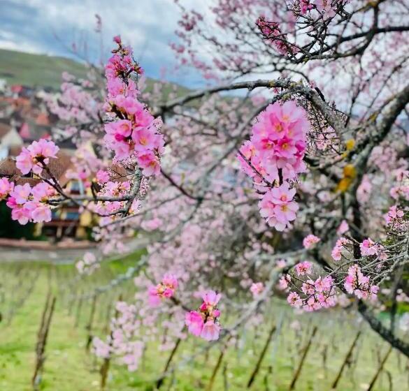 Пансион Gîte Chez Esté