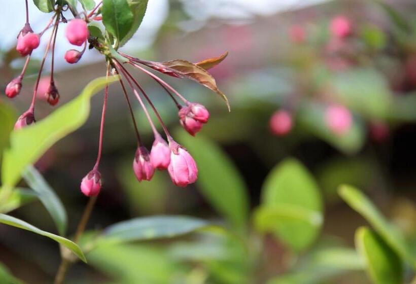 ريوكان 天童荘 Tendoso