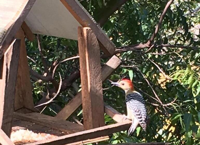 هاستل Villa Margarita