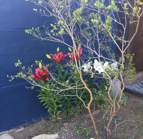 ベッドアンドブレックファースト Amelia Villarrica