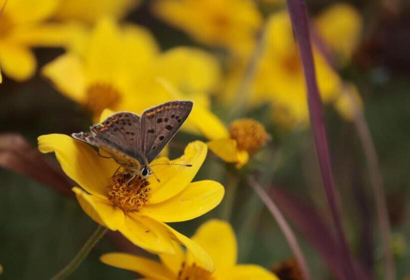 ベッドアンドブレックファースト Lou Prat