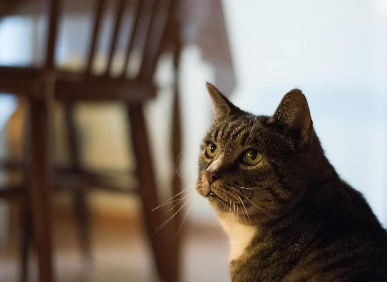 Bolmen Bed   Vandrarhem