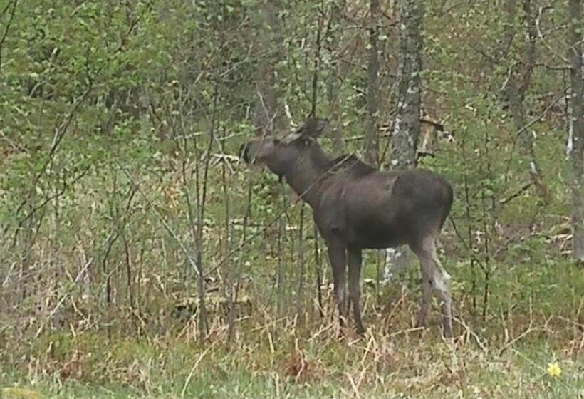Bolmen Bed   Vandrarhem