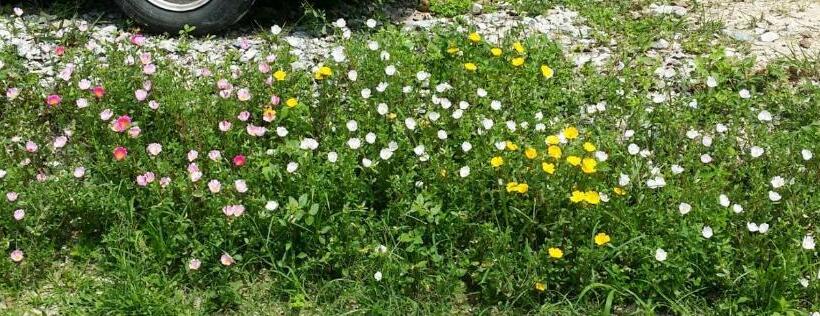 Kuntum Cottage Bed & Breakfast