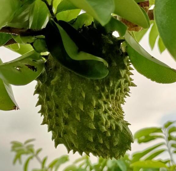 Пансион Chakkai Village Living Guest House