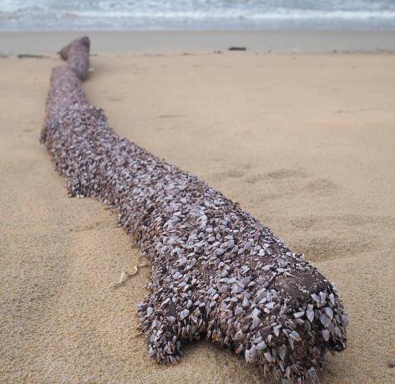 膳宿费 Kc Beachfront