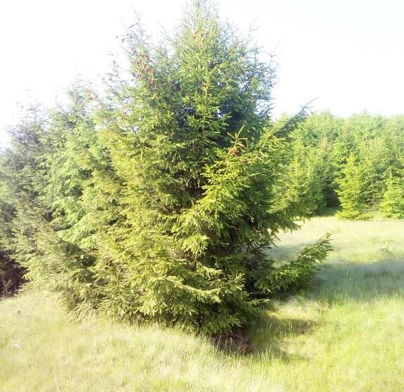 بنسيون Sadyba U Vani