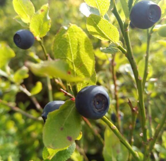 بنسيون Sadyba U Vani