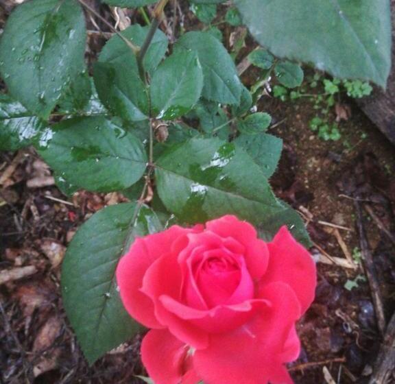 بنسيون Strawberry Rest House Mesilou Kundasang