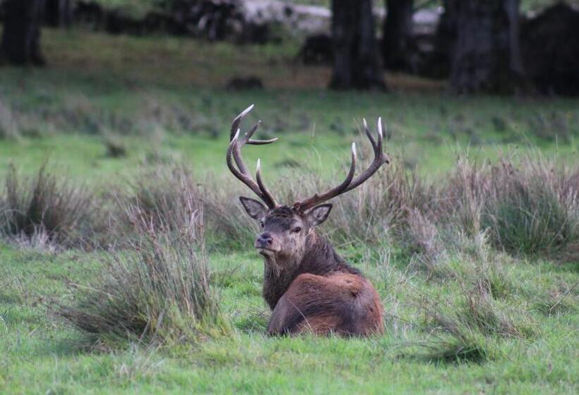 צימר Luachra Lodge