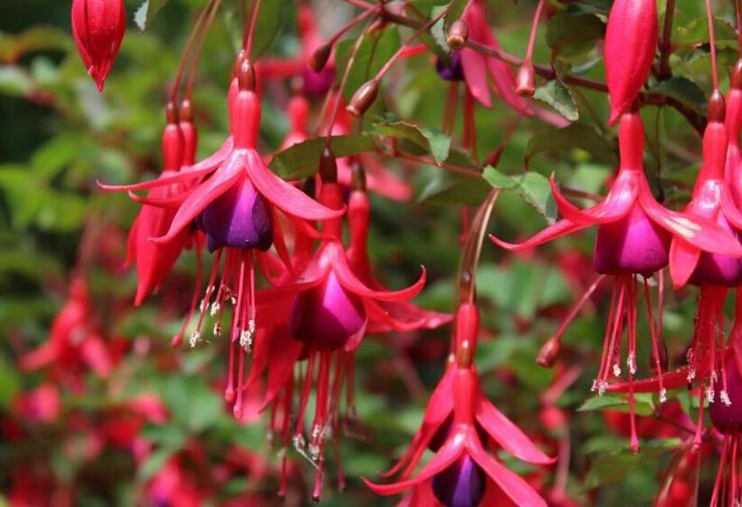 צימר Luachra Lodge