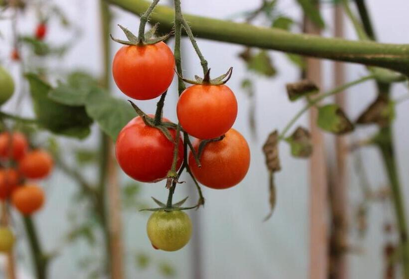 צימר Luachra Lodge