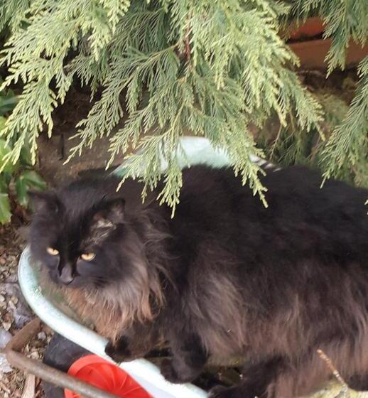 Пансион Newlands Lodge