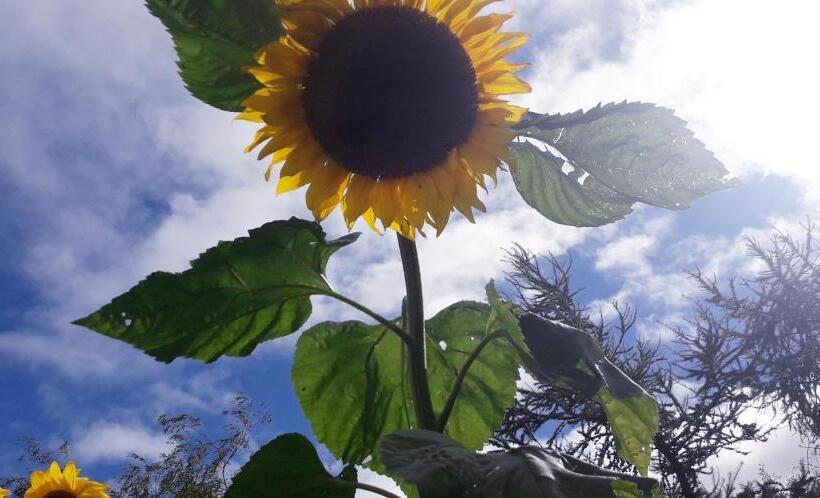 Пансион Newlands Lodge