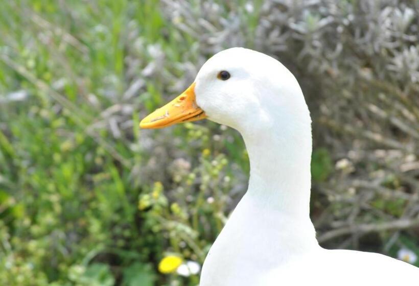 Отель Agriturismo Fattoria Il Ginepro