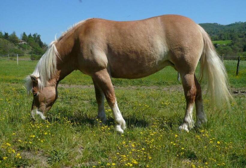 Отель Agriturismo Fattoria Il Ginepro