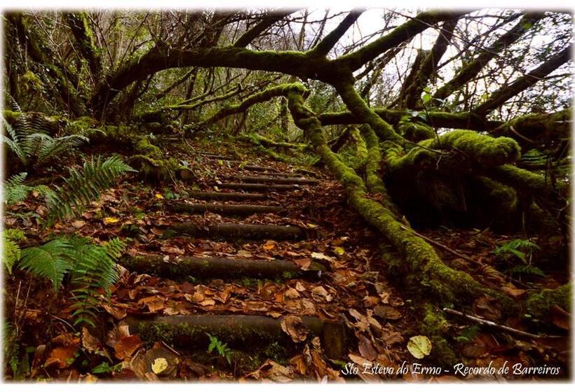 호텔 Amadora Admite Mascotas