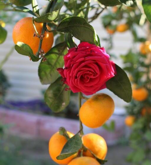 בית מלון כפרי İdavilla Bungalov & Bahçe