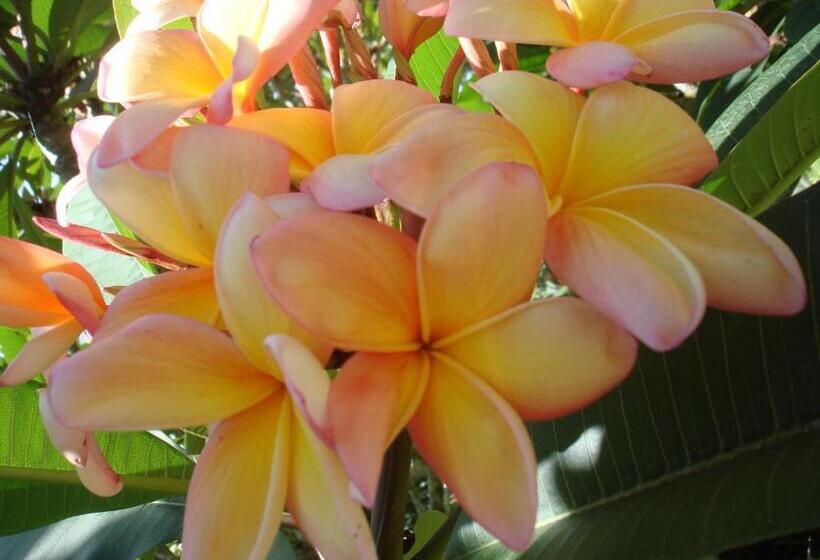 פנסיון Regina Guest House