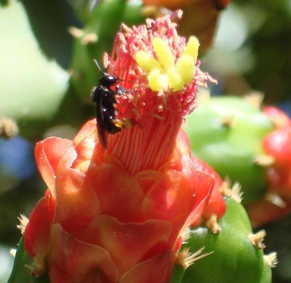 פנסיון Regina Guest House