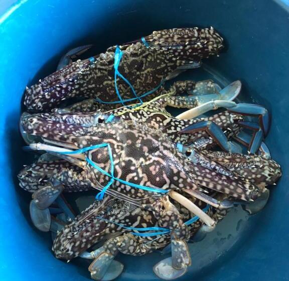 بنسيون Spheredivers Scuba & Leisure