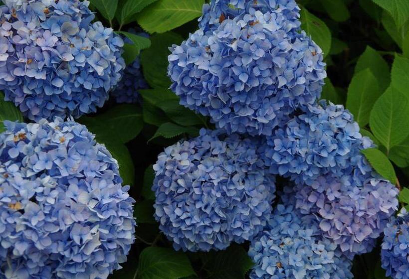 ריוקאן あじ彩の宿小浜荘