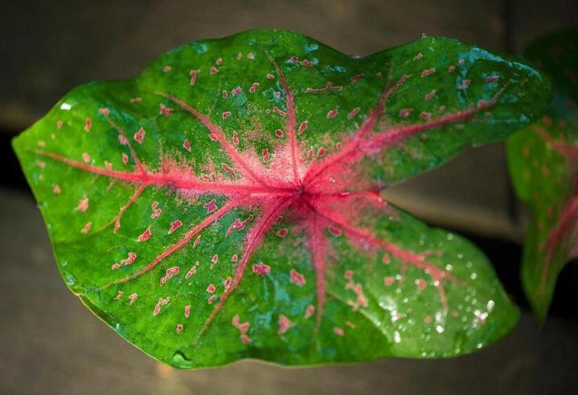 Sepilok Nature Lodge   Formerly Known As Sepilok Nature Resort
