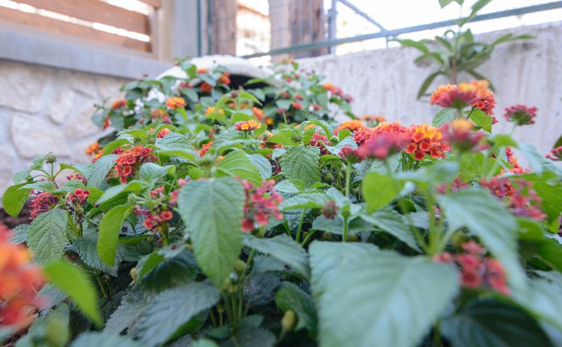 Apanemia By Flegra Hotels