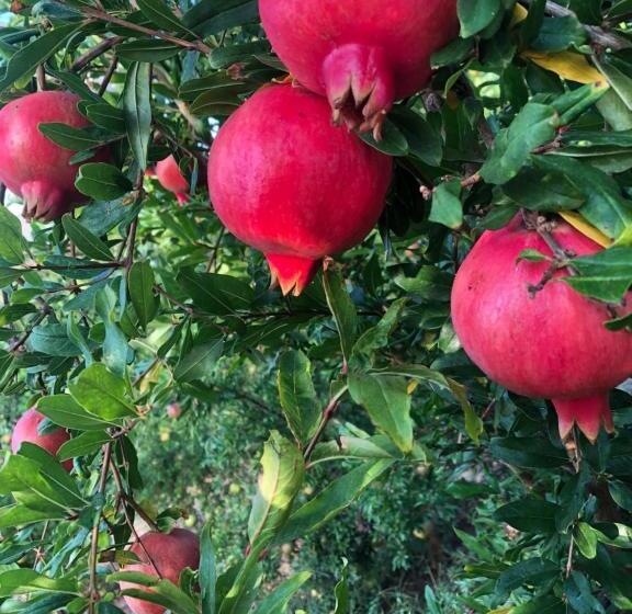 ベッドアンドブレックファースト Casa Karina Sun&pool&relax