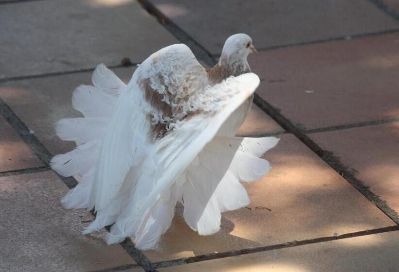 Отель Happy Caretta