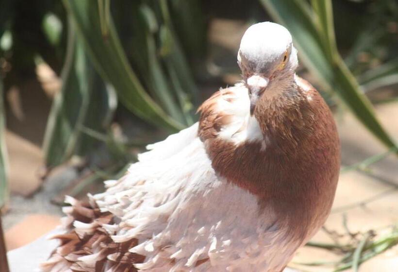 Отель Happy Caretta