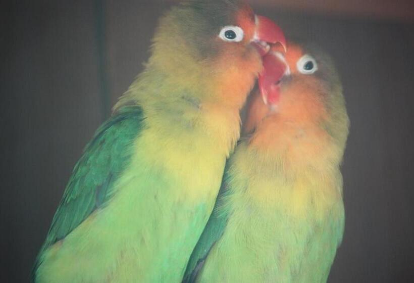 Отель Happy Caretta