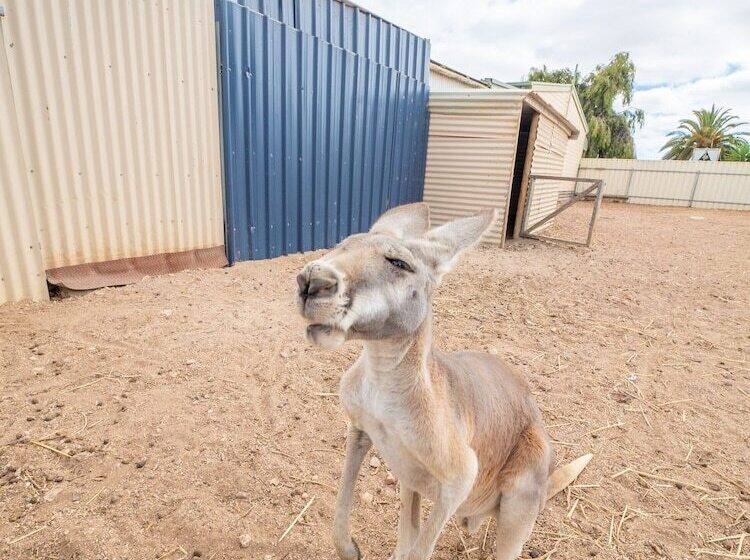 酒店 Wallaroo Holiday Park