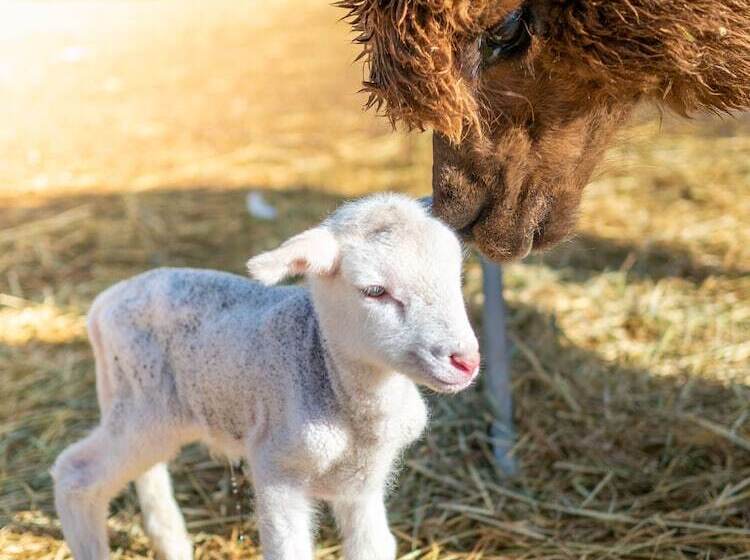 酒店 Wallaroo Holiday Park