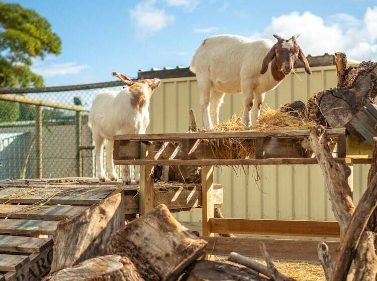 酒店 Wallaroo Holiday Park