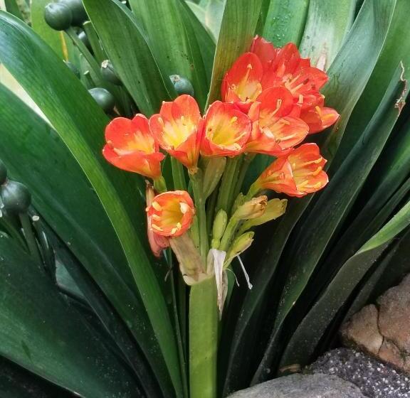 La Terraza Guest House B&b