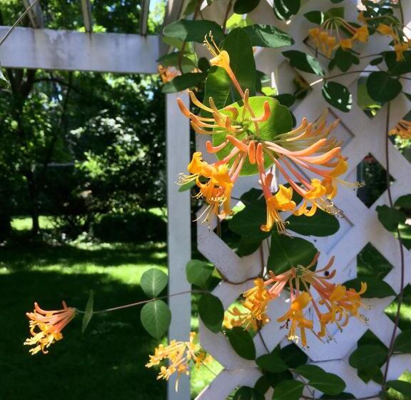 The Bed And Breakfast At Oliver Phelps