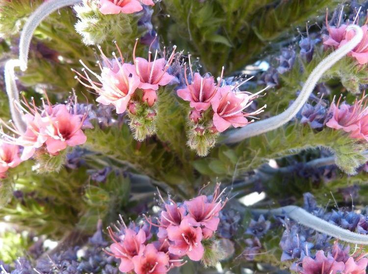 Apartamentos Suncanarias Vilaflor