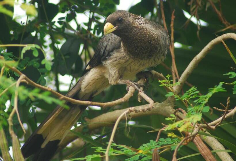 تختخواب و صبحانه Karibu Entebbe