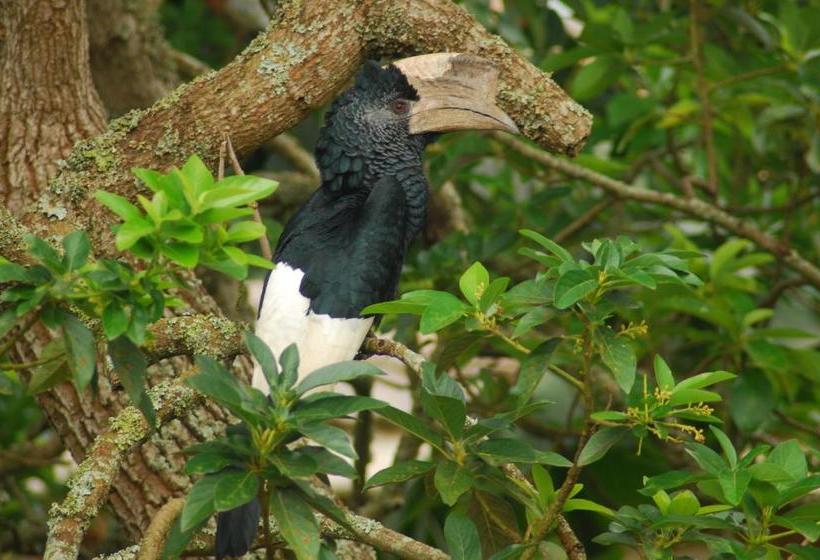 تختخواب و صبحانه Karibu Entebbe